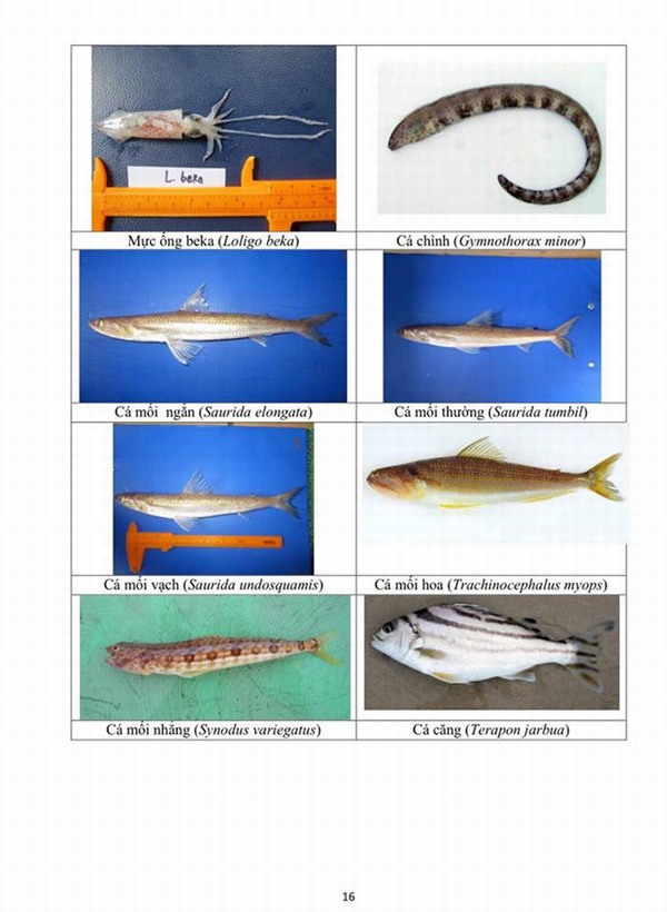 Hình ảnh các loại hải sản sống ở tầng đáy 4 tỉnh miền Trung