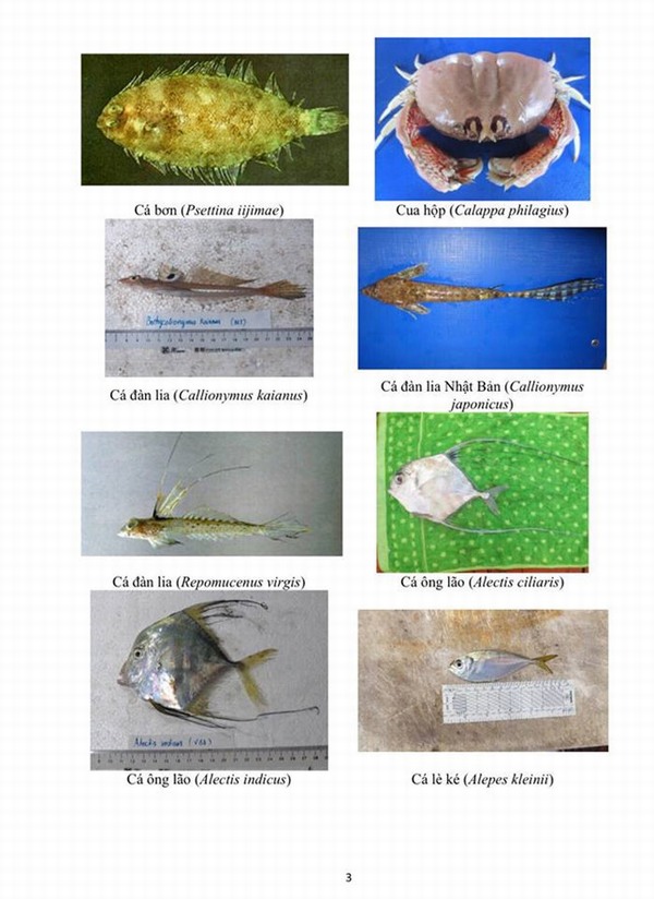 Hình ảnh các loại hải sản sống ở tầng đáy 4 tỉnh miền Trung
