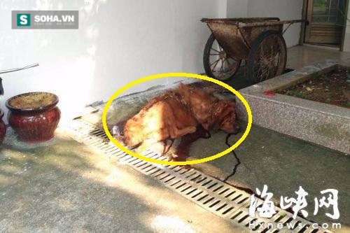 Chó ngao Tây Tạng ăn không đủ no, cắn chủ nhân thập tử nhất sinh