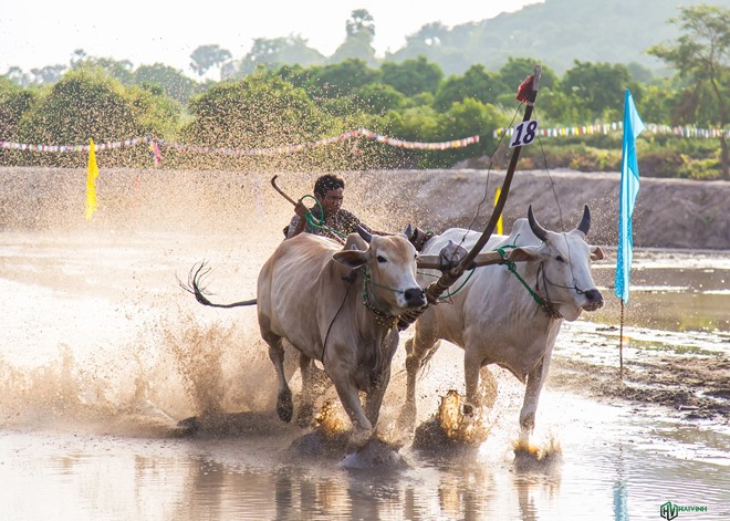 Lễ hội đua bò truyền thống sôi động ở chùa Rô