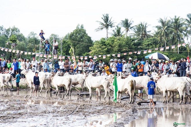 Lễ hội đua bò truyền thống sôi động ở chùa Rô