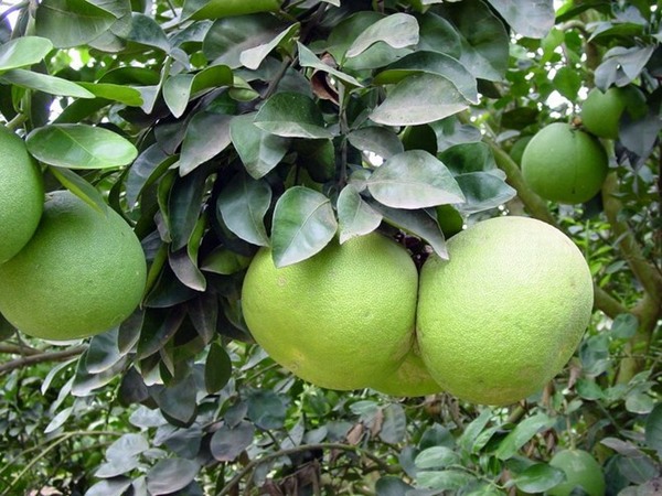 Lợi ích của 6 loại quả thuần Việt không nhập từ Trung Quốc