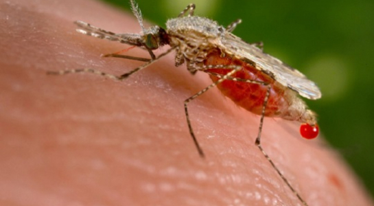 Nhiều nơi TP.HCM xuất hiện bệnh sốt rét