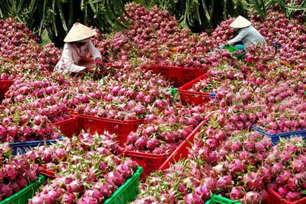 6 loại quả thuần Việt, không bao giờ nhập khẩu từ Trung Quốc