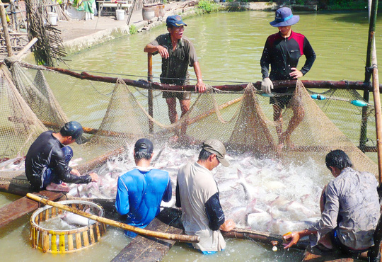 Tránh “sập bẫy” Trung Quốc mua cá tra