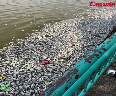 Hà Nội: Trắng đêm vớt cá chết ở Hồ Tây