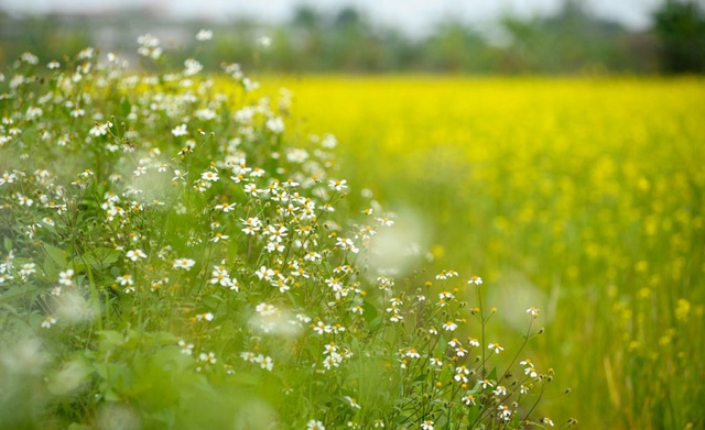 6 cánh đồng hoa đẹp nhất Việt Nam bạn nên đến 1 lần trong đời