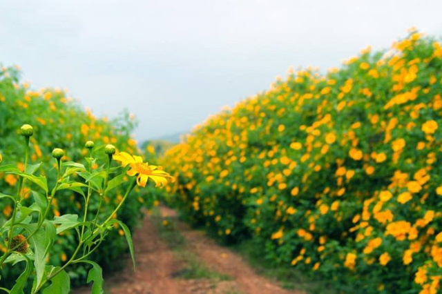 6 cánh đồng hoa đẹp nhất Việt Nam bạn nên đến 1 lần trong đời