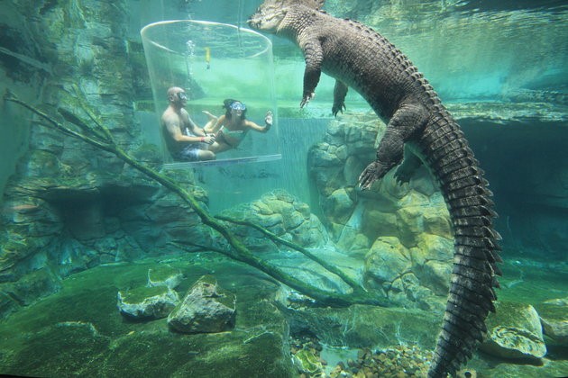 Bơi cùng cá sấu trong Lồng tử thần