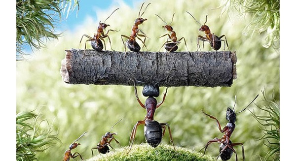 Câu chuyện về con kiến và bài học quản trị sâu sắc bạn nhất định phải đọc nếu muốn thành ông chủ