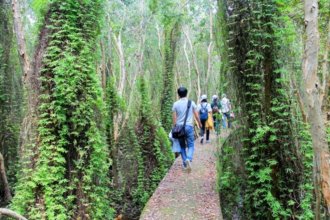 'Con đường xuyên rừng tràm đẹp nhất Việt Nam