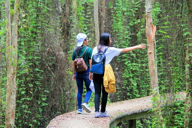 'Con đường xuyên rừng tràm đẹp nhất Việt Nam
