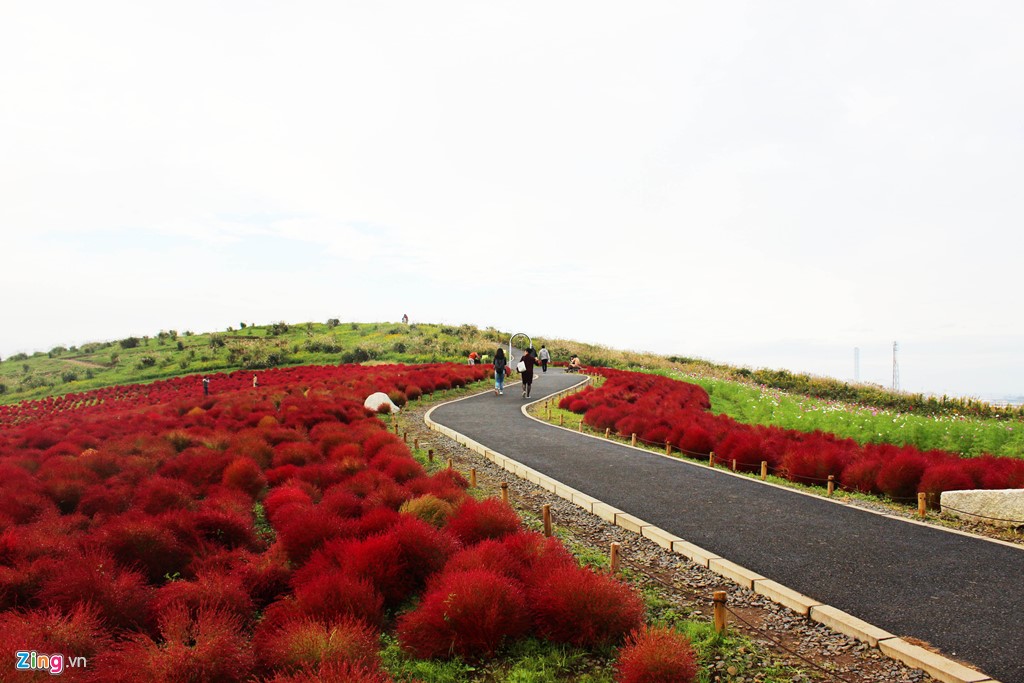 Đồi cỏ đỏ rực vào thu ở Nhật Bản