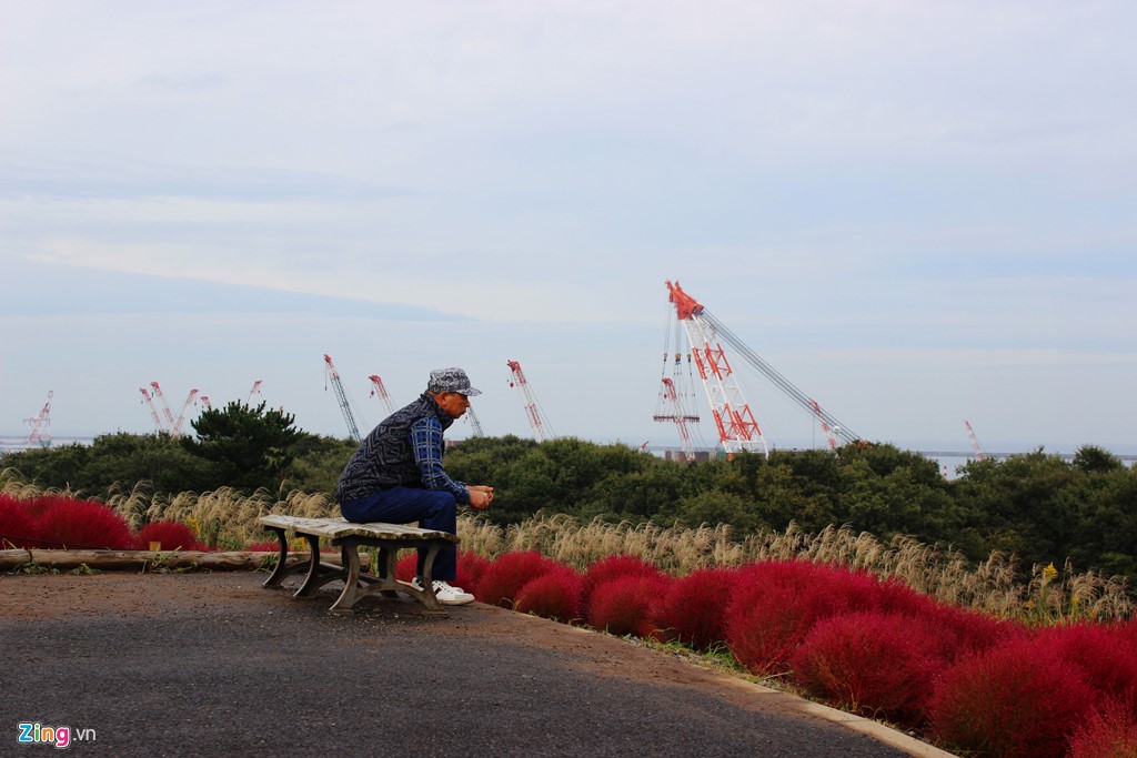 Đồi cỏ đỏ rực vào thu ở Nhật Bản