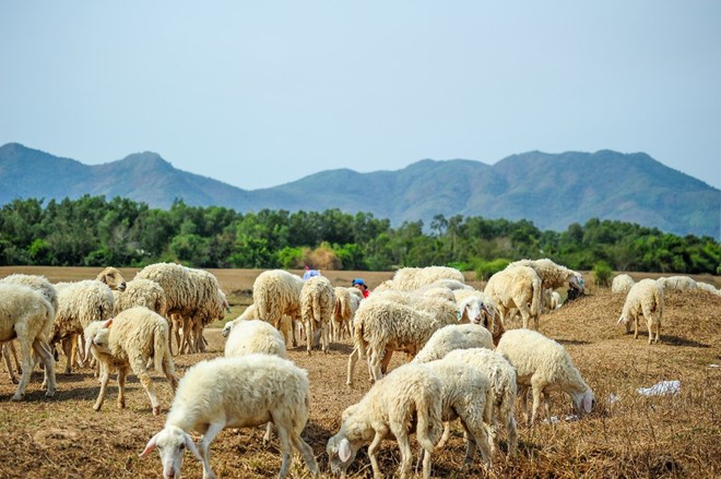 Đồng cừu ở Bà Rịa - điểm check-in hot cuối tuần