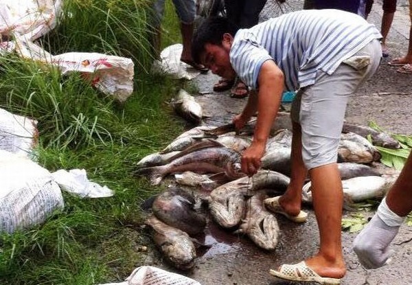 Ngư dân mang cá chết chặn quốc lộ phản đối nhà máy ô nhiễm