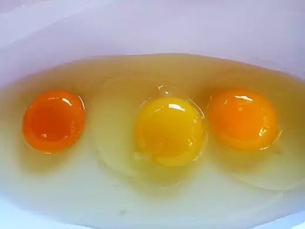 Nhìn 3 lòng đỏ này, bạn có biết quả trứng nào được sinh bởi con gà khỏe mạnh?
