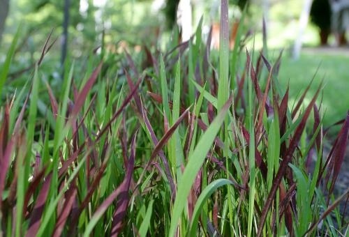 Rễ cỏ tranh: Vị thuốc quý giúp giải độc gan, hỗ trợ điều trị viêm thận cấp hiệu quả