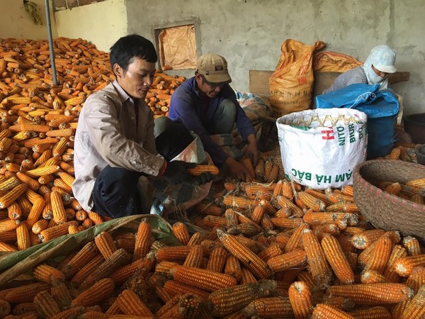 Sơn La gặp mùa ngô 'đắng', dân nghèo bán rẻ ngô giá 1.000 đồng/ kg làm phân bón