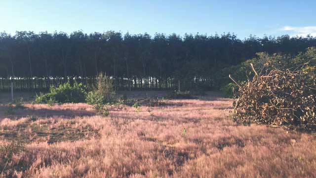 Cánh đồng cỏ hồng tuyệt đẹp trên cao nguyên đại ngàn Gia Lai