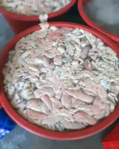 Kinh hoàng 1,5 tấn lòng lợn thối ngâm trong bể hóa chất Trung Quốc
