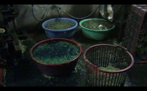 Kinh hoàng ngâm rau muống bào bằng hóa chất mua ở chợ Kim Biên