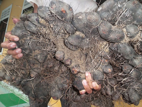 Kỳ lạ củ khoai khổng lồ 23 kg, có hình thù kỳ dị ở Huế