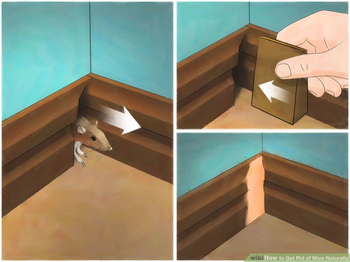 Làm theo 3 cách này, đảm bảo nhà bạn sẽ không còn bóng dáng một con chuột