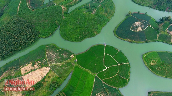 Ngắm đồi chè ‘vạn đảo’ đẹp nhất Việt Nam từ trên cao