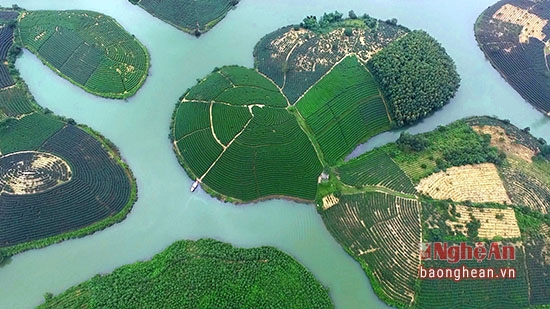 Ngắm đồi chè ‘vạn đảo’ đẹp nhất Việt Nam từ trên cao