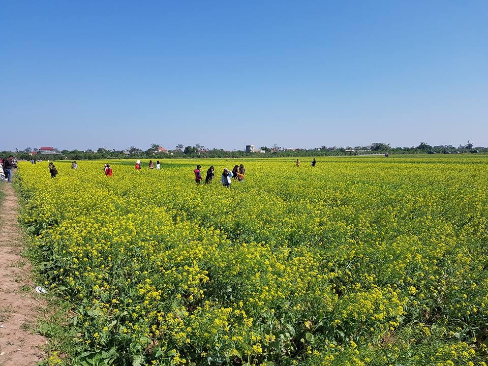 Ngỡ ngàng với cánh đồng hoa cải vàng rực rỡ đẹp bậc nhất Việt Nam