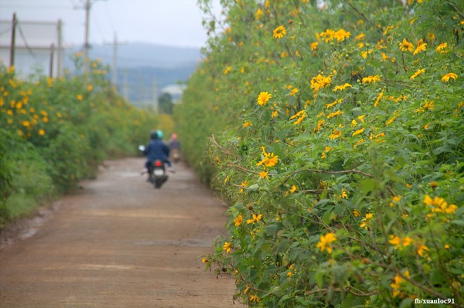 Những cung đường vàng rực sắc hoa dã quỳ ở Lâm Đồng