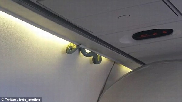 Rắn bò lổm ngổm trên máy bay khiến hành khách phát hoảng