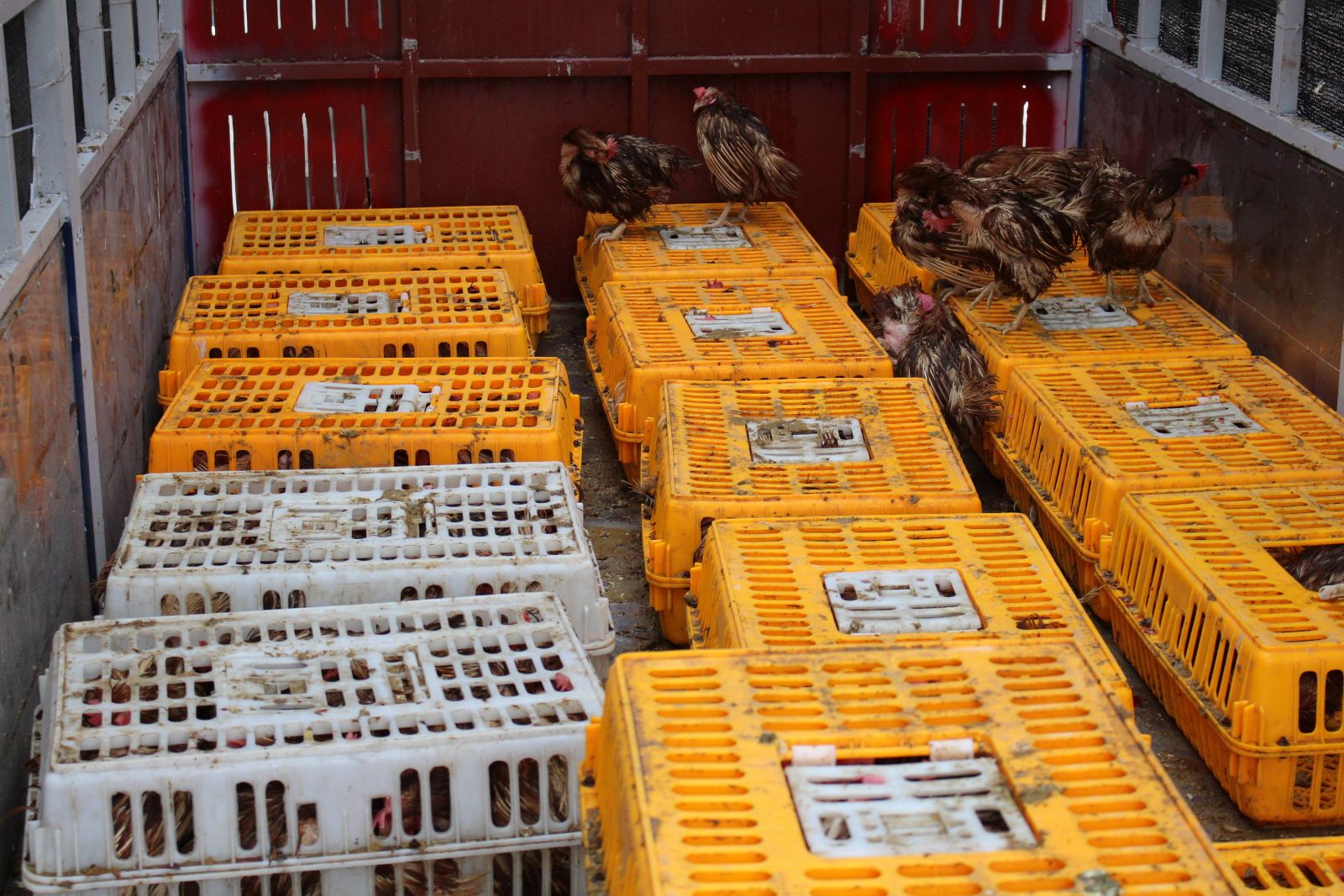 Quảng Ninh: Chở 1 tấn gà nhập lậu bốc mùi hôi thối đi tiêu thụ