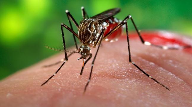 TP.HCM có 69 ca nhiễm vi-rút zika ở 17 quận huyện