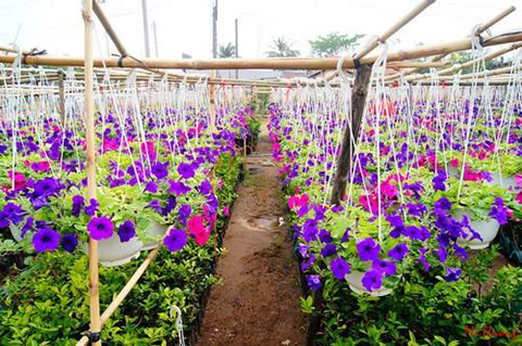 '5 vườn hoa nổi tiếng nhất Hà Nội dịp giáp Tết