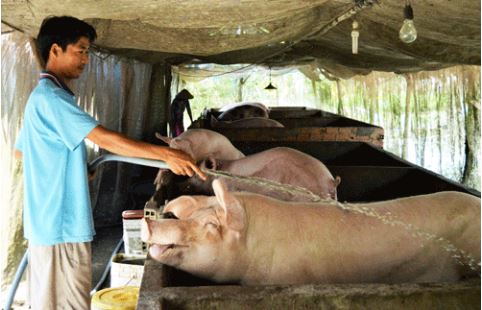 Giá lợn hơi giảm mạnh, khó bán: Nông dân chờ Chính phủ “giải cứu”