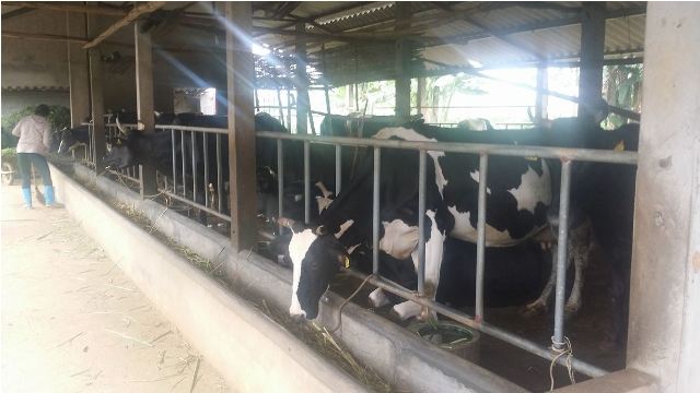 Hàng nghìn nông dân ở Ba Vì 'chết đứng' vì... bò sữa