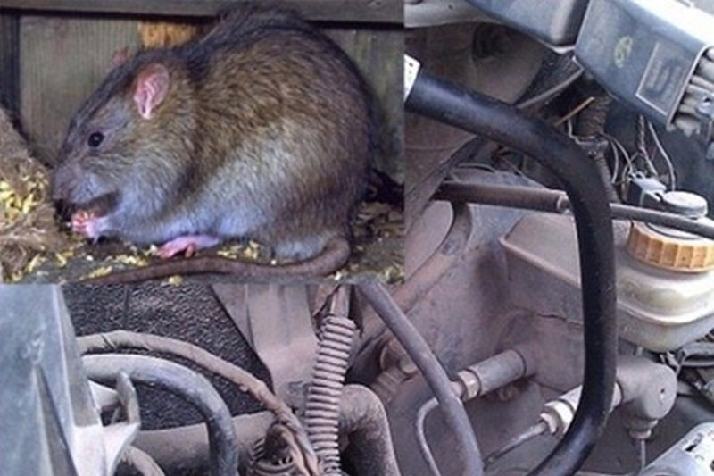 Hãng xe Toyota bị kiện vì...chuột