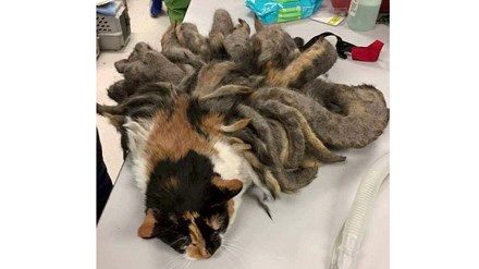 'Mèo hóa 'bạch tuộc' vì bị bỏ rơi nhiều năm