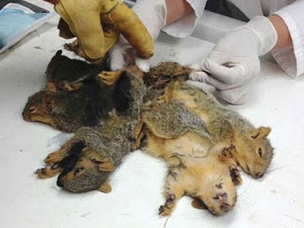 'Vua chuột - hiện tượng... kinh dị hiếm gặp và nguy hiểm của loài động vật 