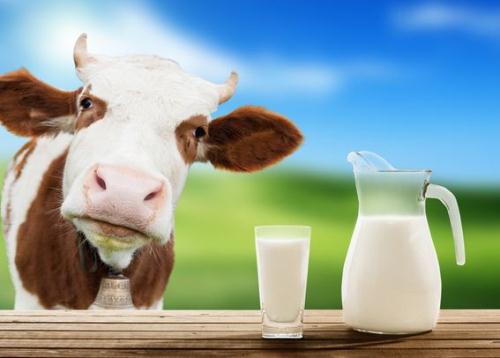 Ai cần tránh sữa bò?