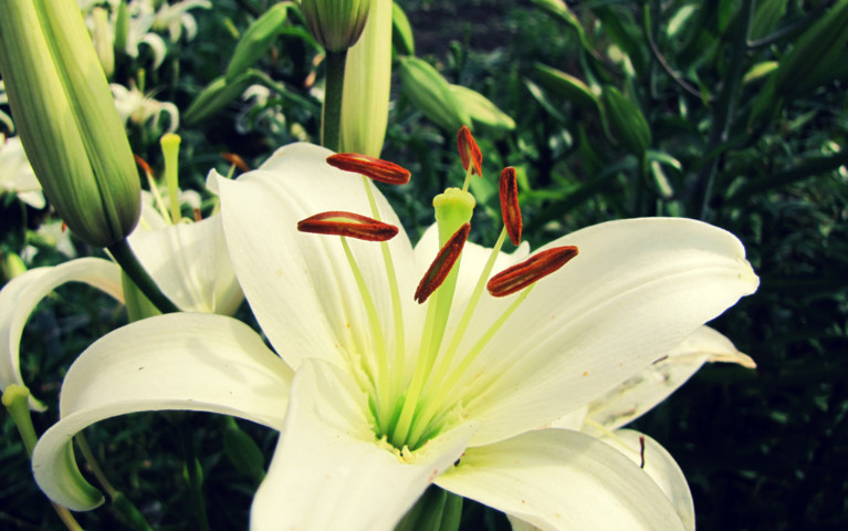 Bài 1: 9 loại hoa đẹp, mang lại may mắn nên chưng trong dịp Tết