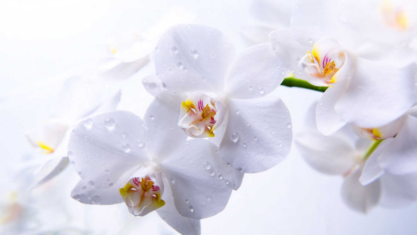 Bài 1: 9 loại hoa đẹp, mang lại may mắn nên chưng trong dịp Tết
