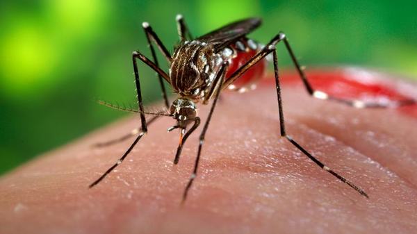 Coi chừng bị mắc lừa mua phải sản phẩm phòng dịch Zika 'vô dụng’