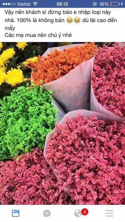 Dân mạng cảnh báo hóa chất độc hại từ hoa sao khô đang tràn ngập thị trường hoa Tết