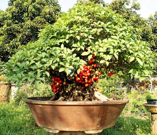 ĐINH DẬU 2017: bạn phải có cây này ngày TẾT, chẳng khác trồng VÀNG tại nhà