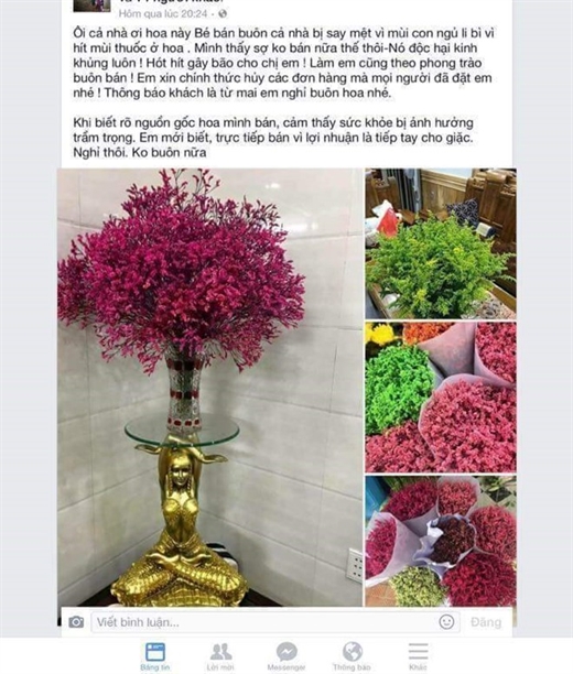 Hoa sao khô 'nhuộm' phẩm màu hóa chất Trung Quốc ngập chợ Tết