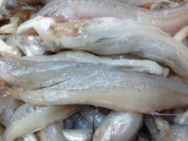 Quảng Ninh: Bắt giữ hơn 1,5 tấn cá sò và cá khoai nhập lậu