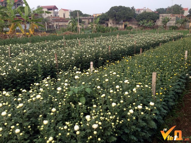 Tết Đinh Dậu: Người trồng hoa miền Bắc ngóng gió đông, miền Nam lo ngập mặn